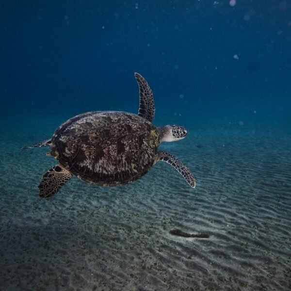 pexels-stephan-ernst-2151845602-31895960